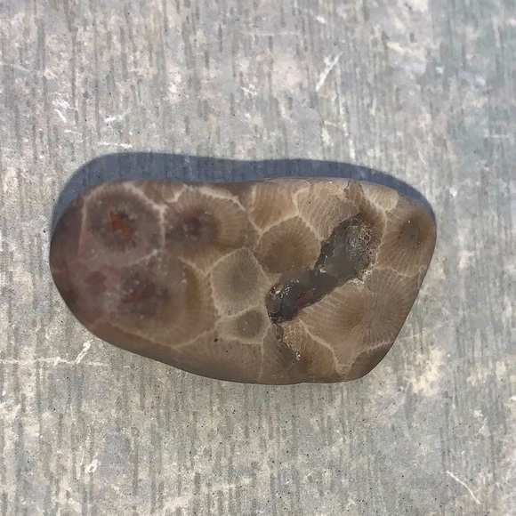Petoskey stone - Picture 1 of 11